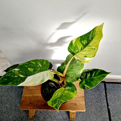 Philodendron Fresh Aurea Rare Houseplant 17cm pot (4)