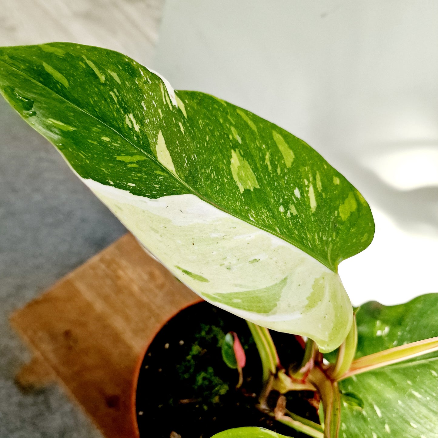 Philodendron Fresh Aurea Rare Houseplant 17cm pot (4)