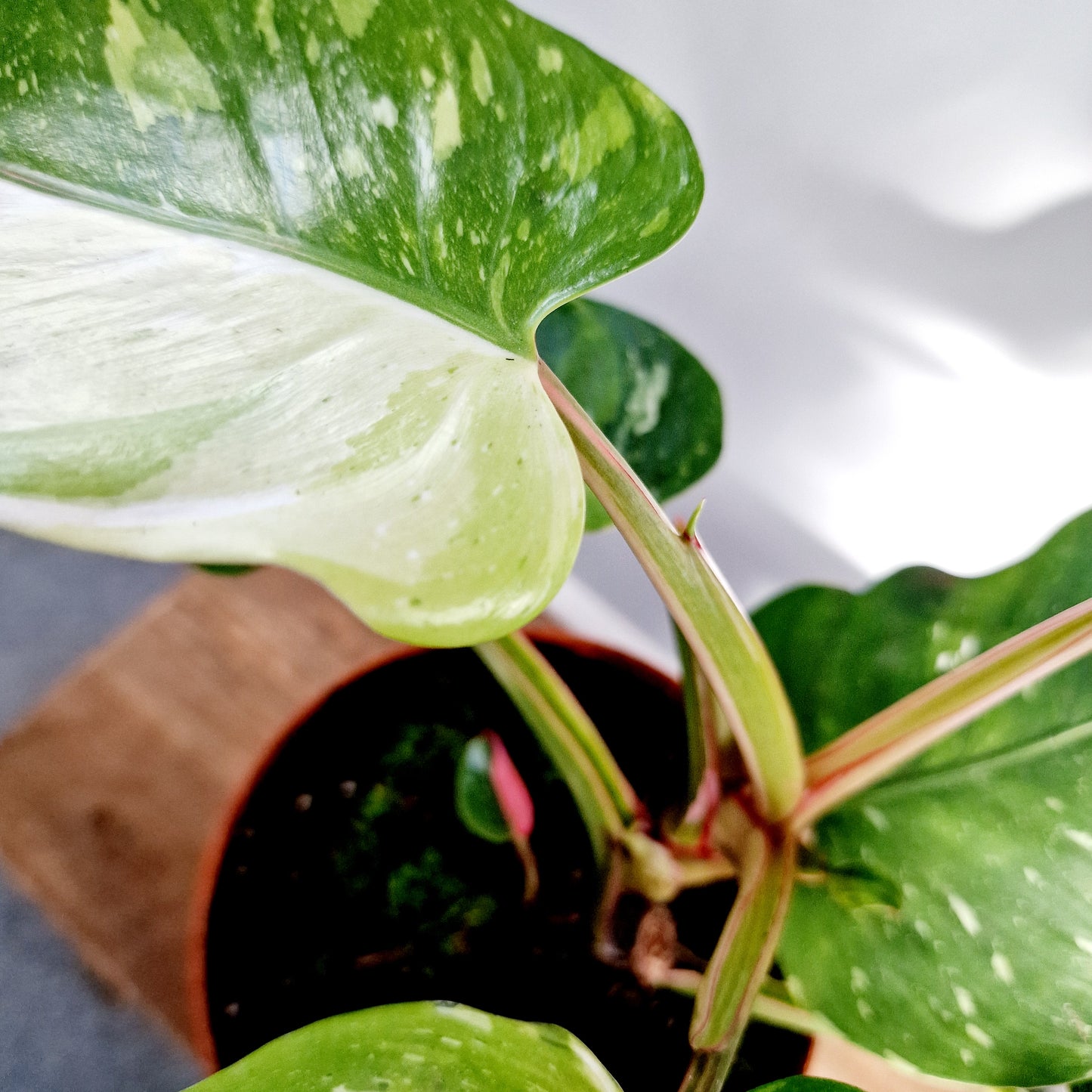 Philodendron Fresh Aurea Rare Houseplant 17cm pot (4)