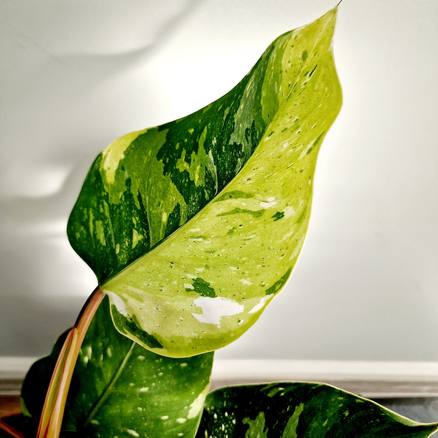 Philodendron Fresh Aurea Rare Houseplant 17cm pot (4)