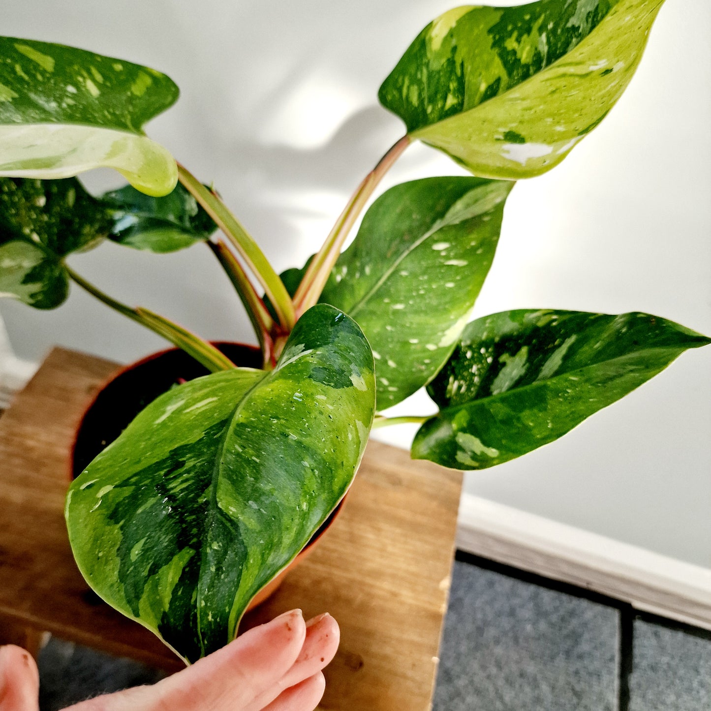 Philodendron Fresh Aurea Rare Houseplant 17cm pot (4)