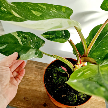 Philodendron Fresh Aurea Rare Houseplant 17cm pot (4)