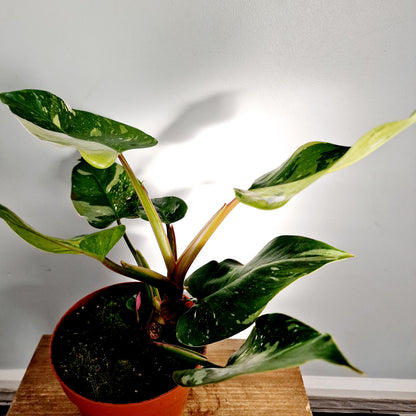 Philodendron Fresh Aurea Rare Houseplant 17cm pot (4)