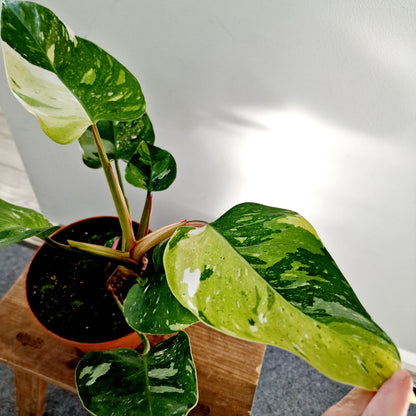 Philodendron Fresh Aurea Rare Houseplant 17cm pot (4)