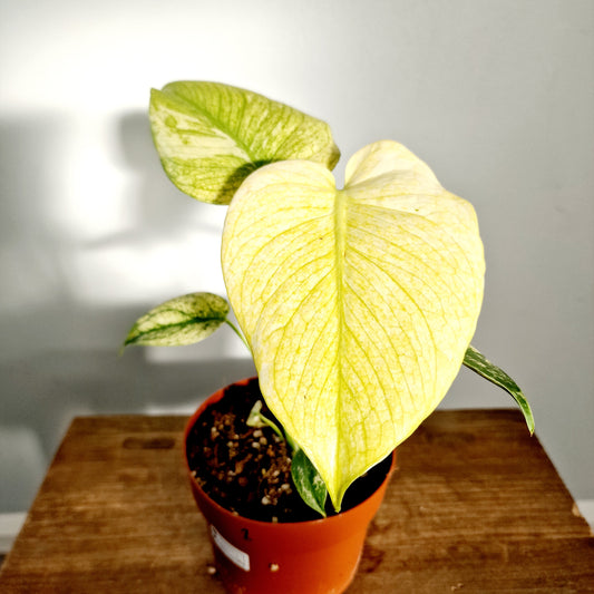 Monstera Mint Rare Houseplant 12cm pot (2)