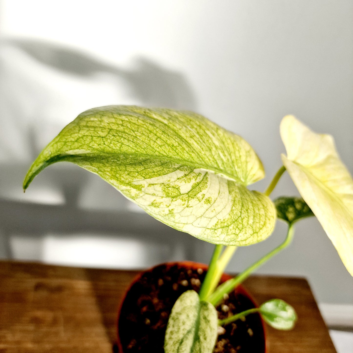 Monstera Mint Rare Houseplant 12cm pot (2)