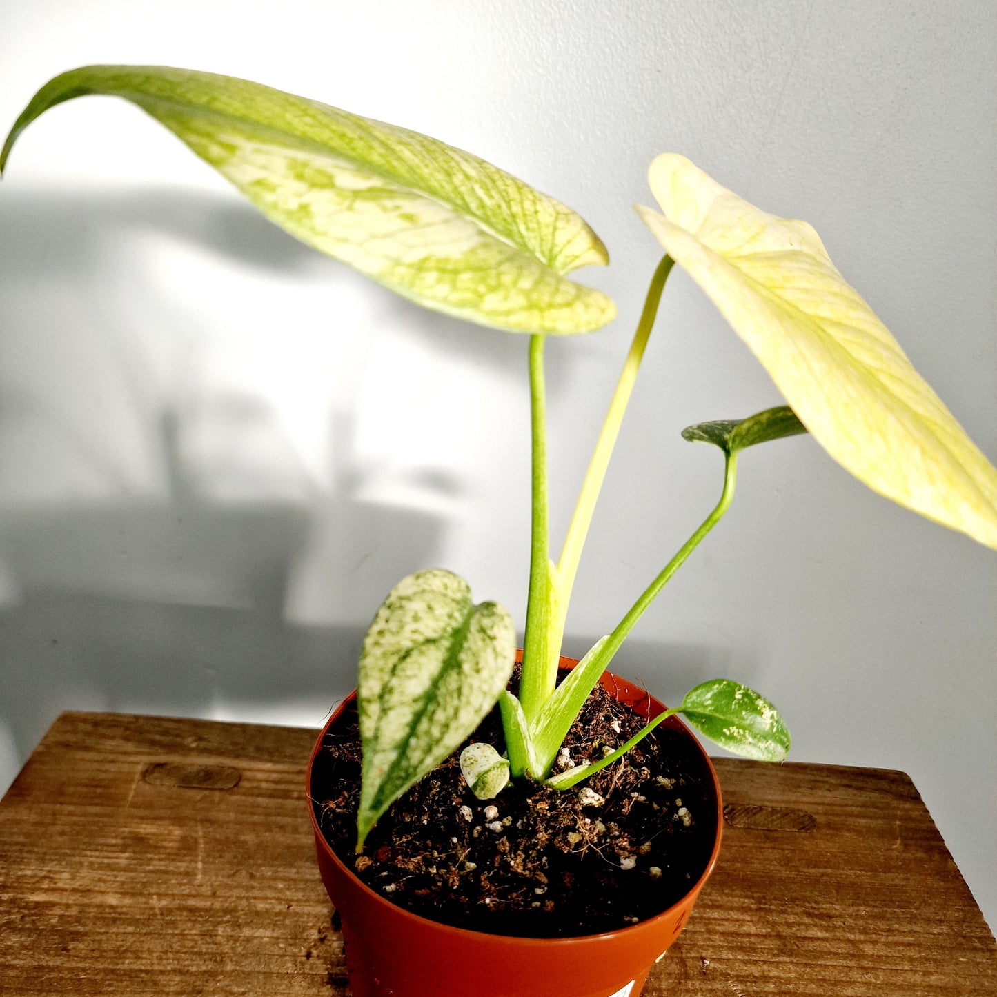 Monstera Mint Rare Houseplant 12cm pot (2)