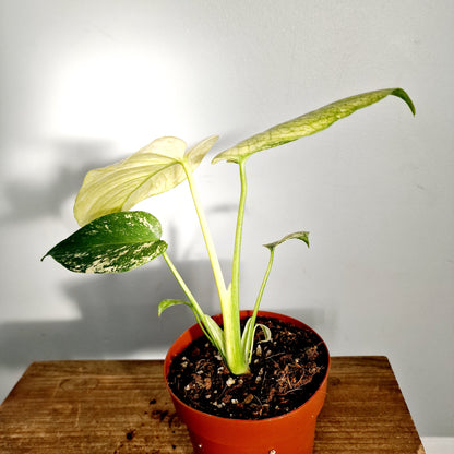 Monstera Mint Rare Houseplant 12cm pot (2)