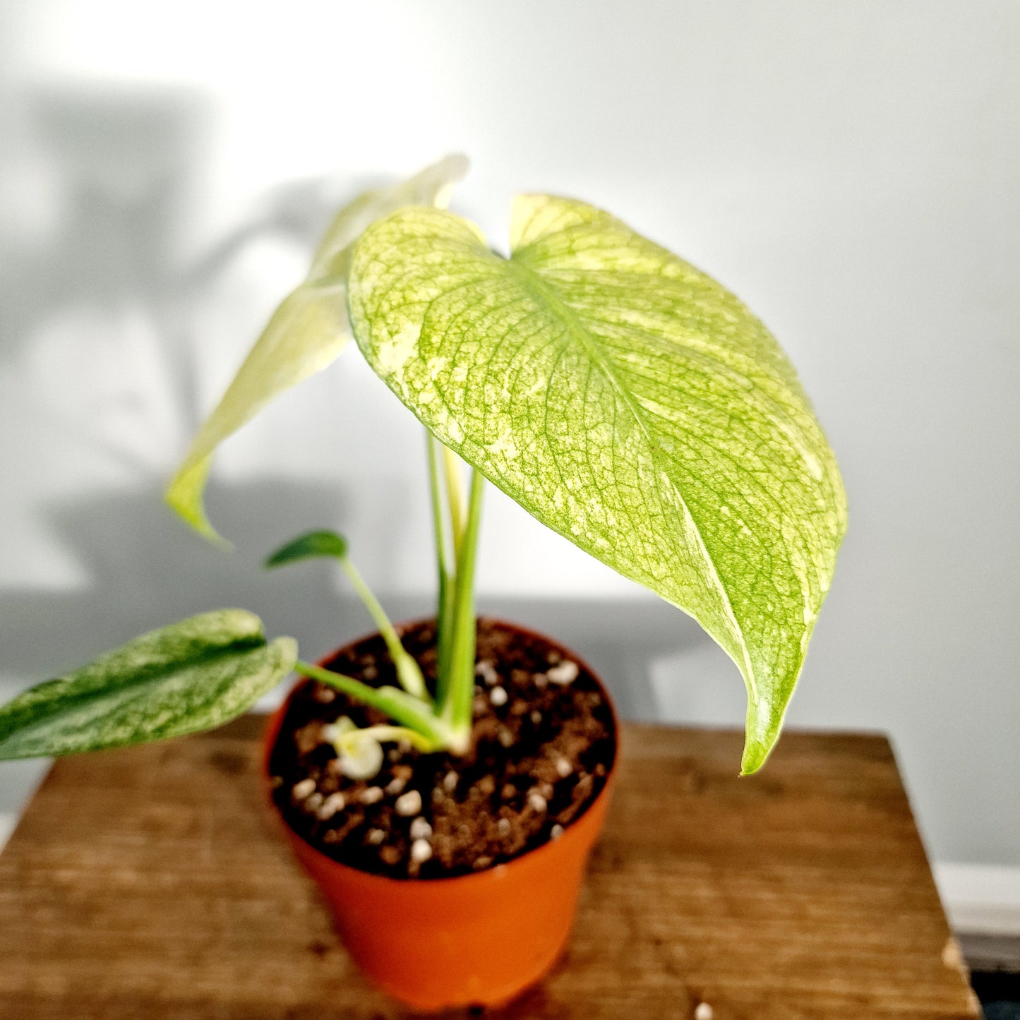 Monstera Mint Rare Houseplant 12cm pot (3)