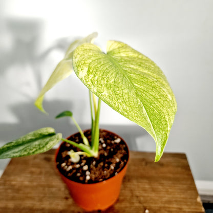 Monstera Mint Rare Houseplant 12cm pot (3)