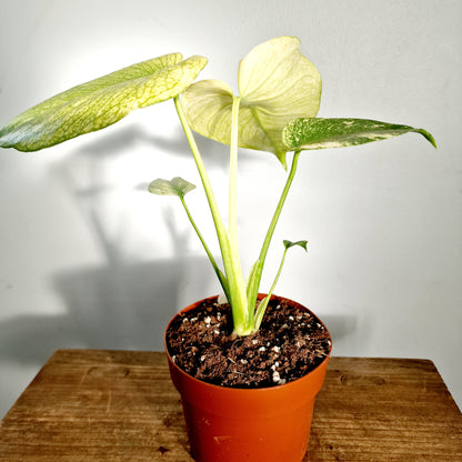 Monstera Mint Rare Houseplant 12cm pot (3)