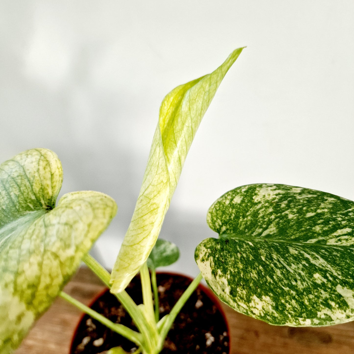 Monstera Mint Rare Houseplant 12cm pot (9)