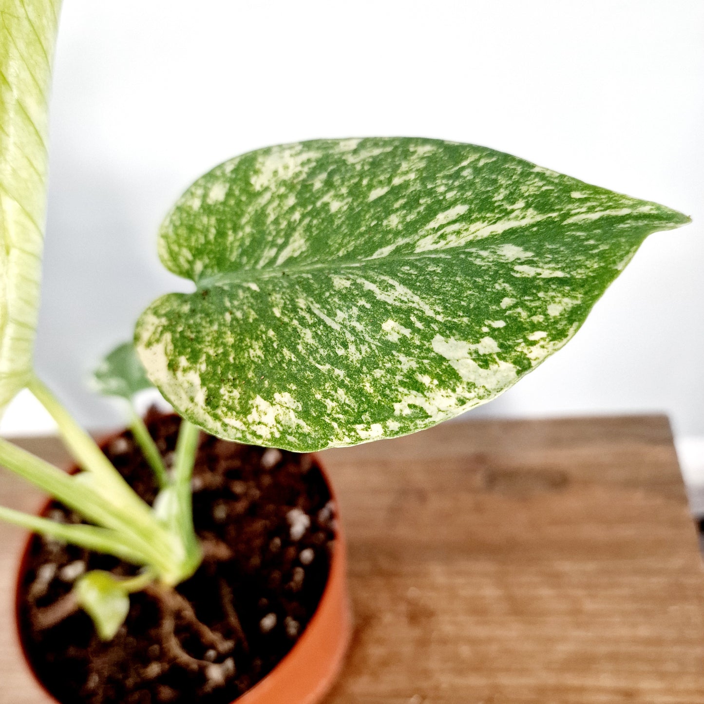 Monstera Mint Rare Houseplant 12cm pot (9)