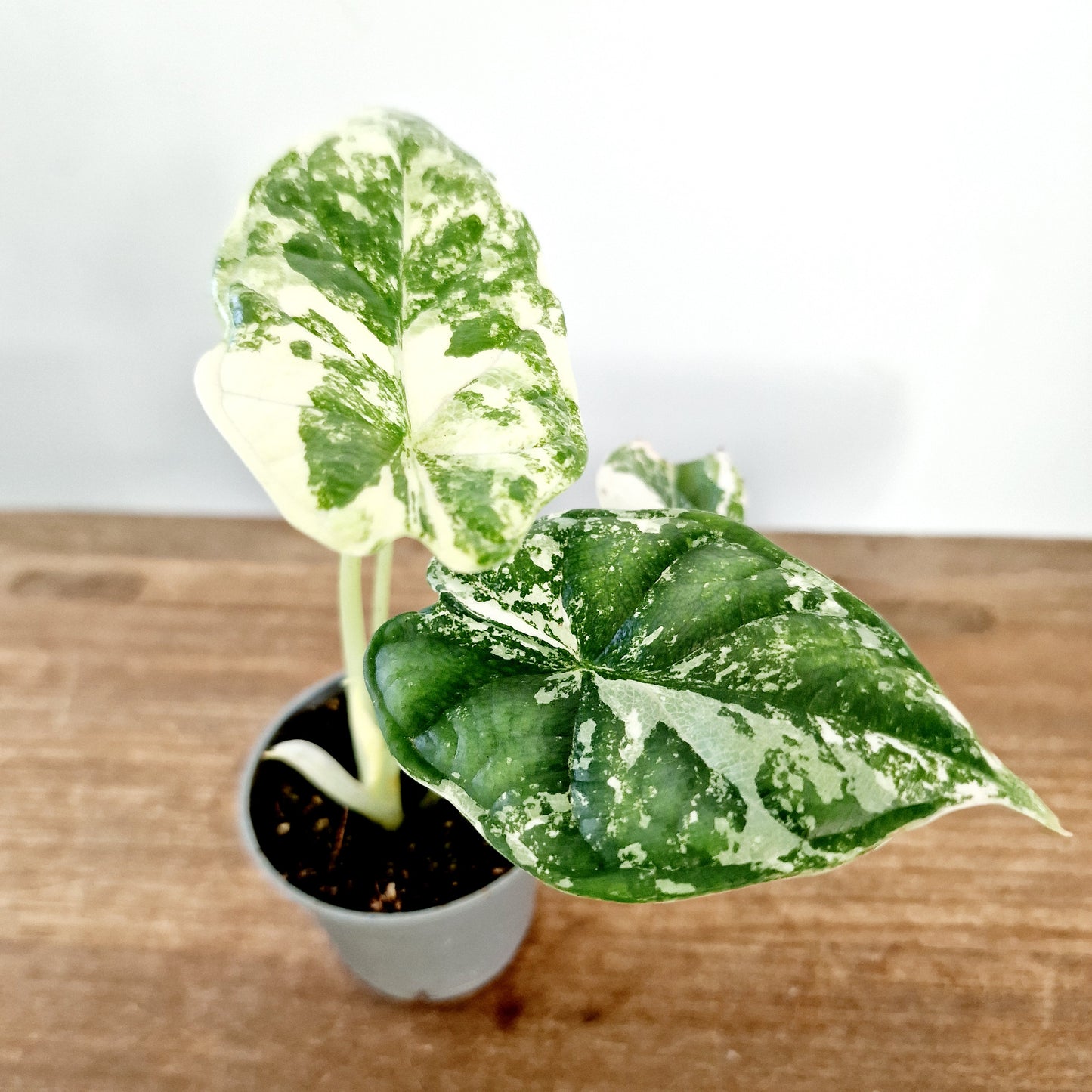 Alocasia Dragon Scale Albo Variegated Rare Houseplant 6cm pot