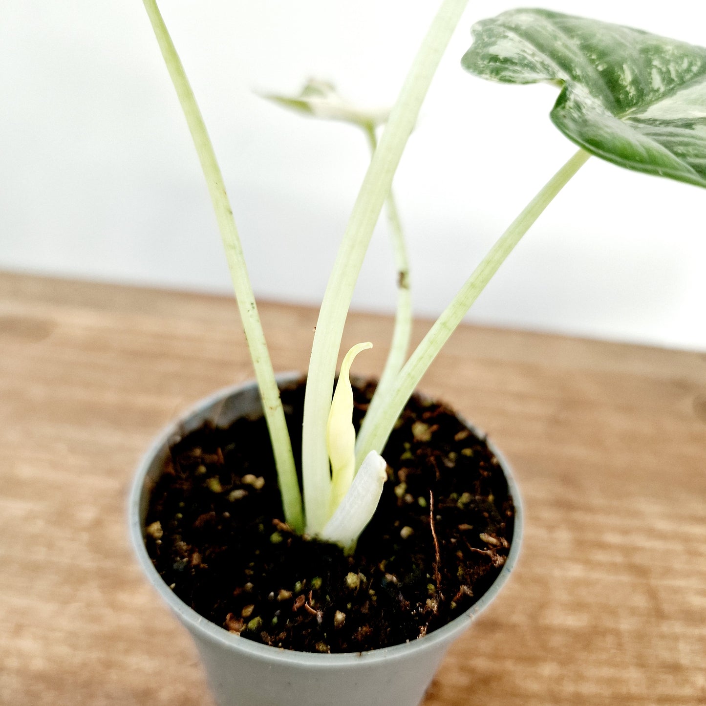 Alocasia Dragon Scale Albo Variegated Rare Houseplant 6cm pot