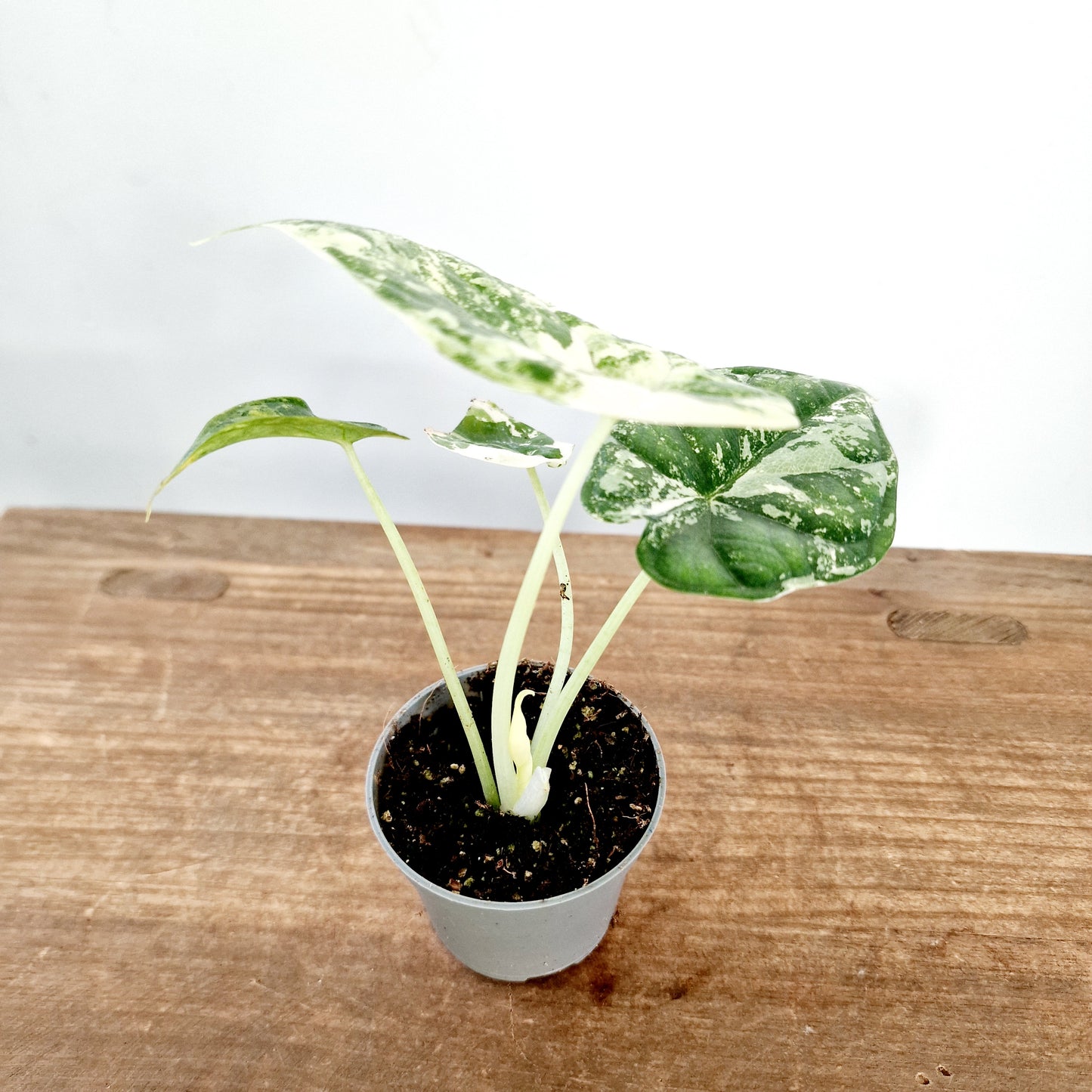 Alocasia Dragon Scale Albo Variegated Rare Houseplant 6cm pot