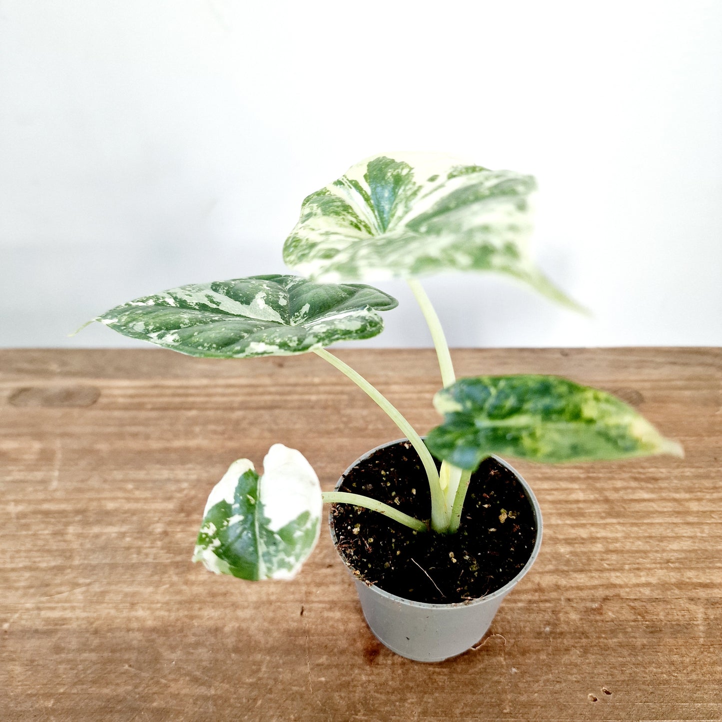 Alocasia Dragon Scale Albo Variegated Rare Houseplant 6cm pot