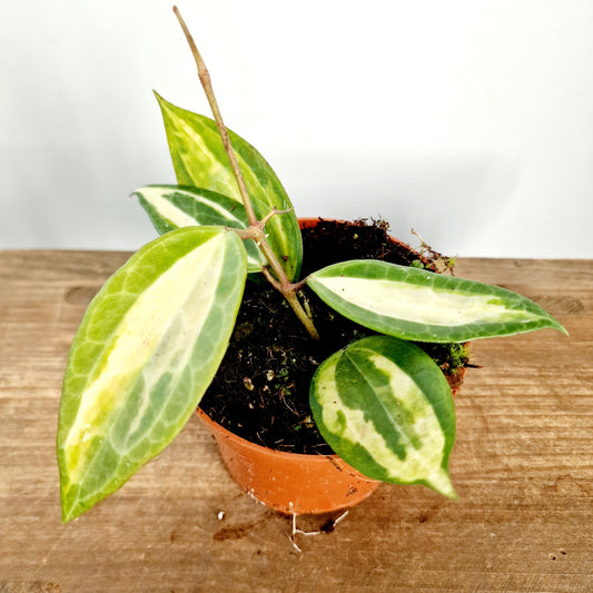 Hoya Latifolia Pot of Gold Houseplant 10.5cm pot