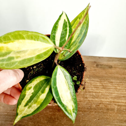 Hoya Latifolia Pot of Gold Houseplant 10.5cm pot