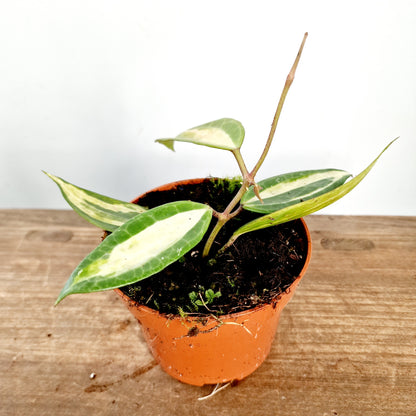 Hoya Latifolia Pot of Gold Houseplant 10.5cm pot