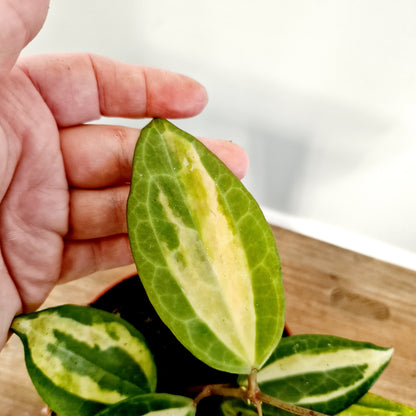 Hoya Latifolia Pot of Gold Houseplant 10.5cm pot