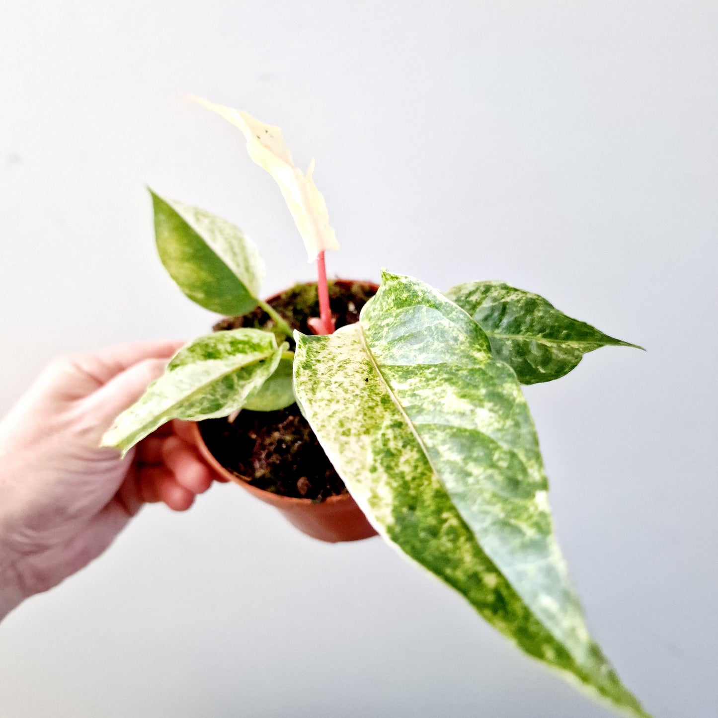 Anthurium Bonplandii Variegata Rare Houseplant 10.5cm pot (1)