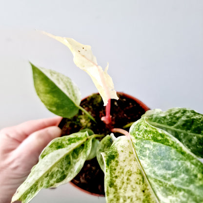 Anthurium Bonplandii Variegata Rare Houseplant 10.5cm pot (1)