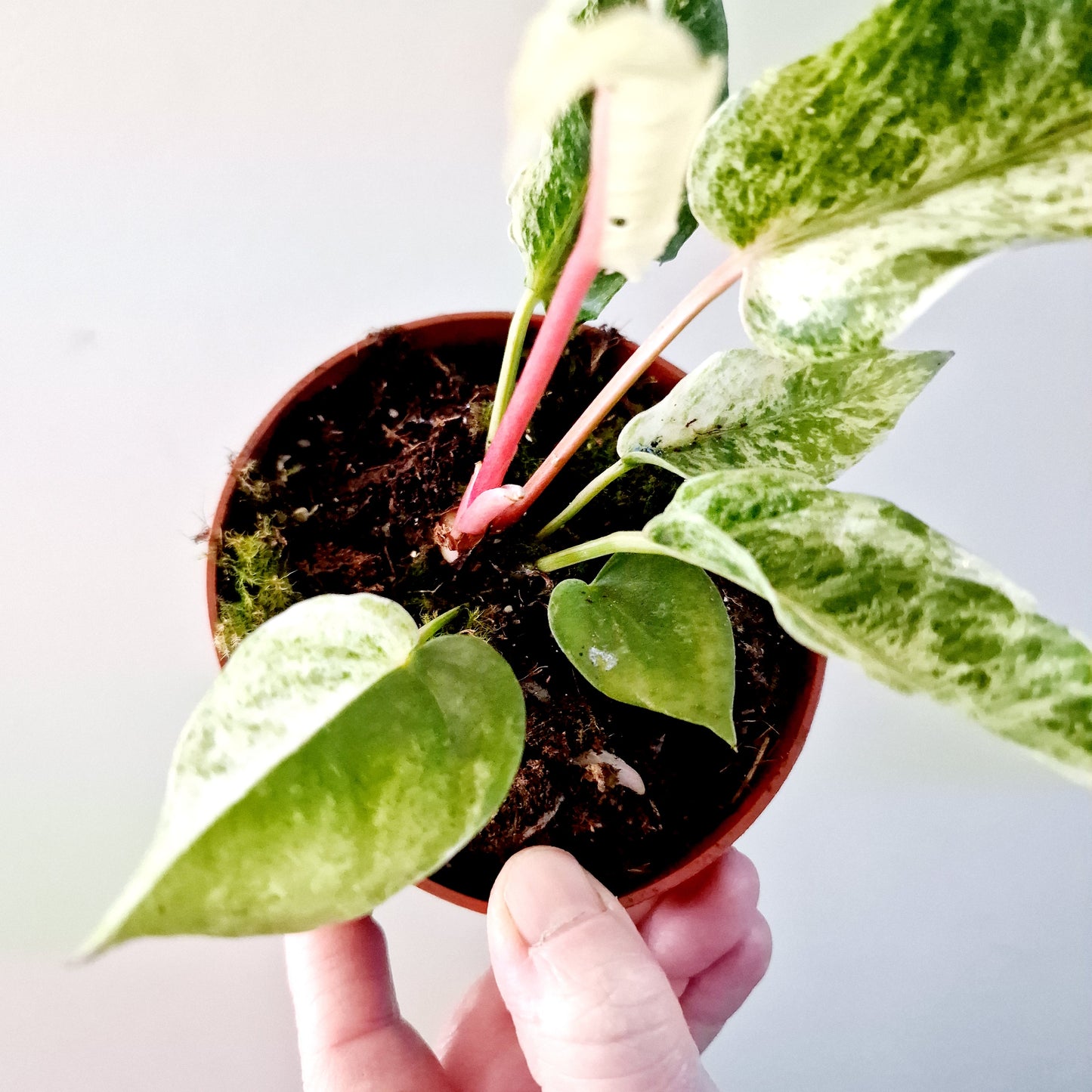 Anthurium Bonplandii Variegata Rare Houseplant 10.5cm pot (1)