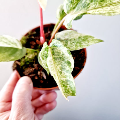 Anthurium Bonplandii Variegata Rare Houseplant 10.5cm pot (1)