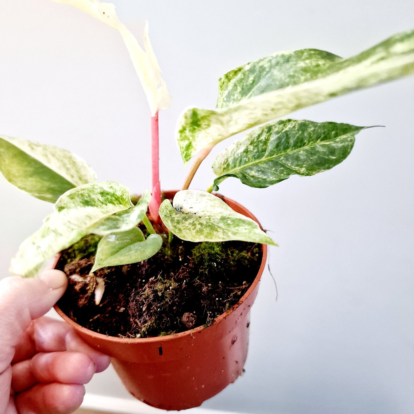 Anthurium Bonplandii Variegata Rare Houseplant 10.5cm pot (1)