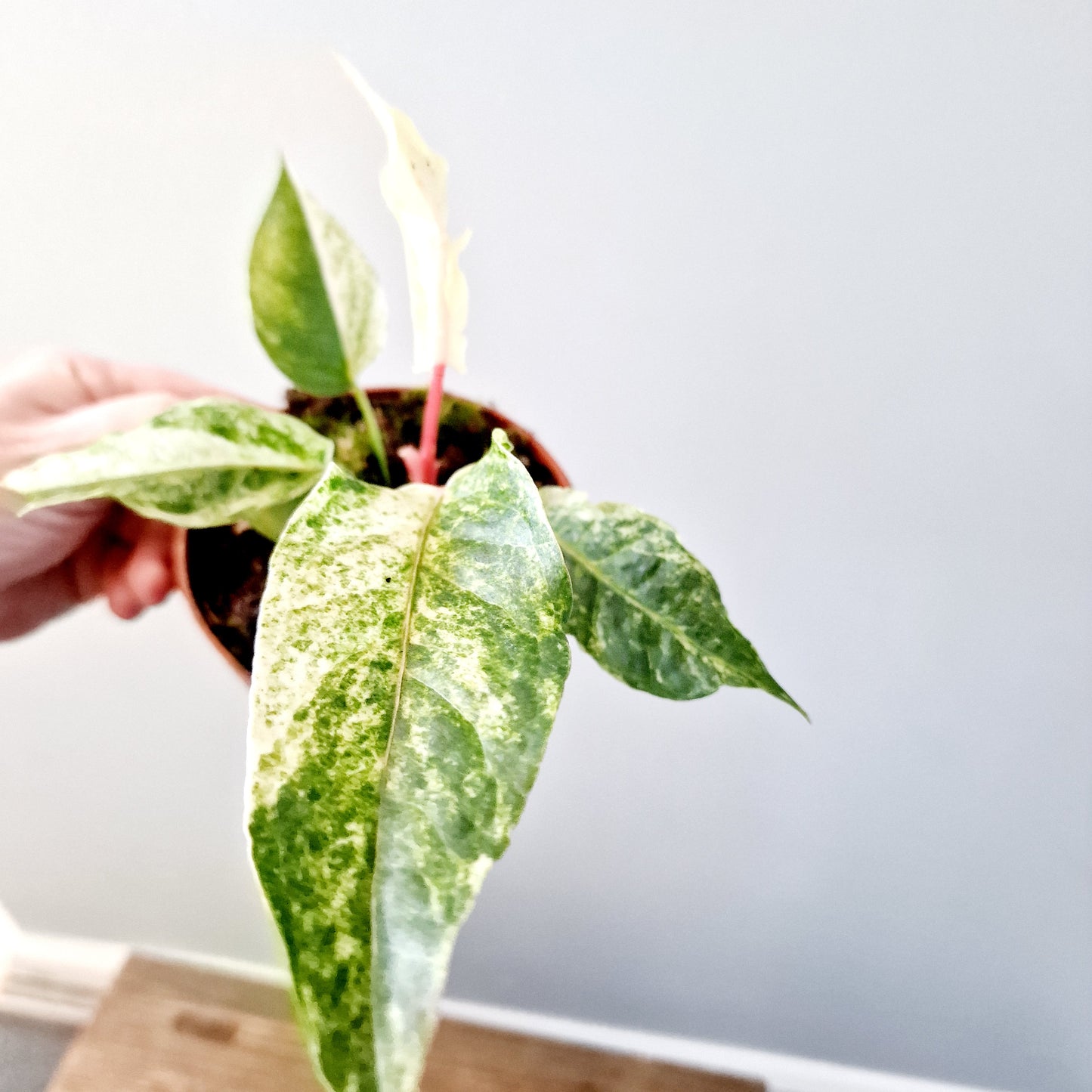 Anthurium Bonplandii Variegata Rare Houseplant 10.5cm pot (1)