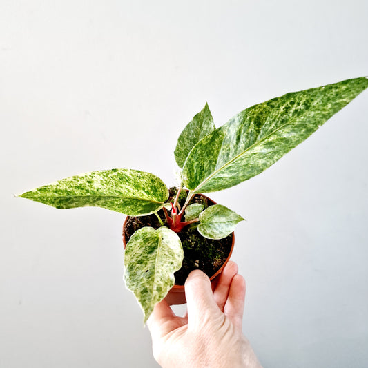 Anthurium Bonplandii Variegata Rare Houseplant 10.5cm pot (4)