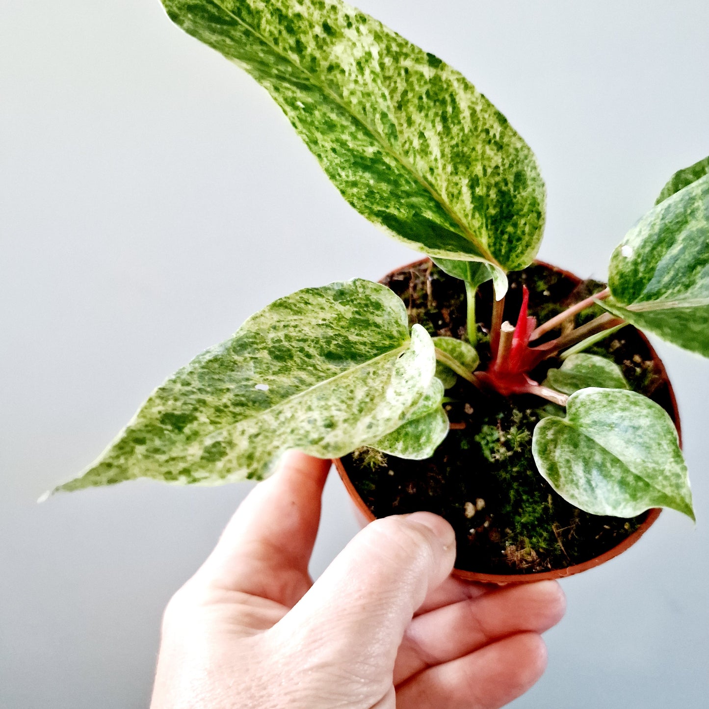 Anthurium Bonplandii Variegata Rare Houseplant 10.5cm pot (4)