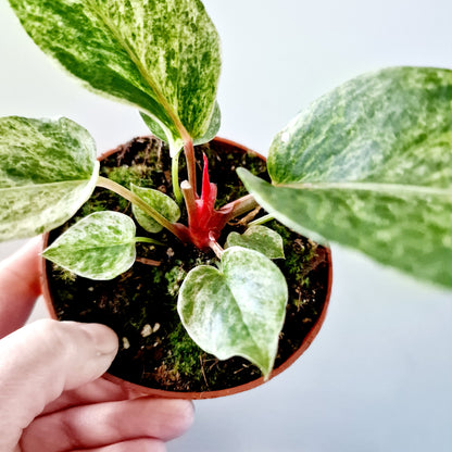 Anthurium Bonplandii Variegata Rare Houseplant 10.5cm pot (4)