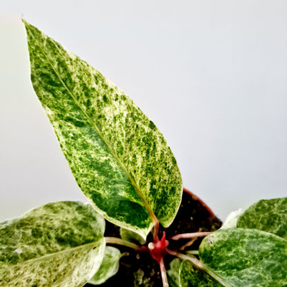 Anthurium Bonplandii Variegata Rare Houseplant 10.5cm pot (4)