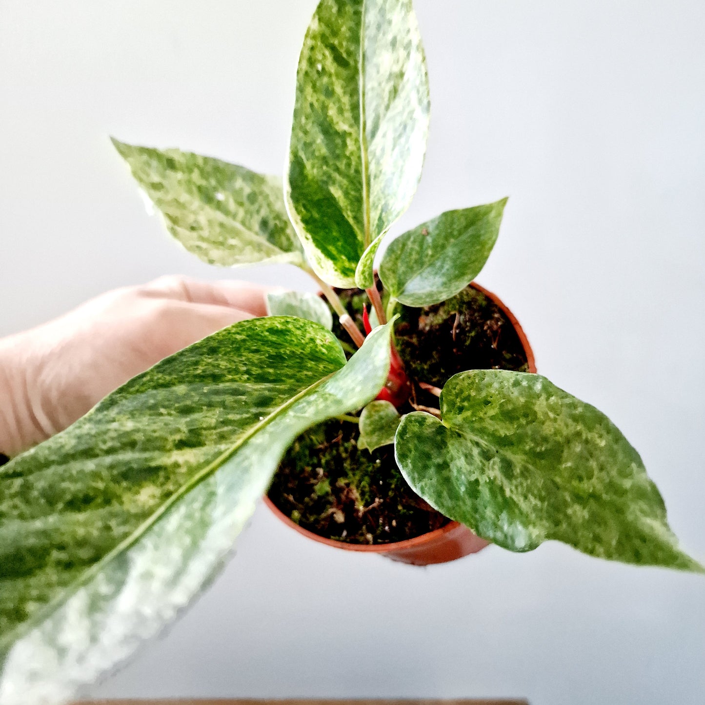 Anthurium Bonplandii Variegata Rare Houseplant 10.5cm pot (4)