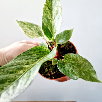 Anthurium Bonplandii Variegata Rare Houseplant 10.5cm pot (4)