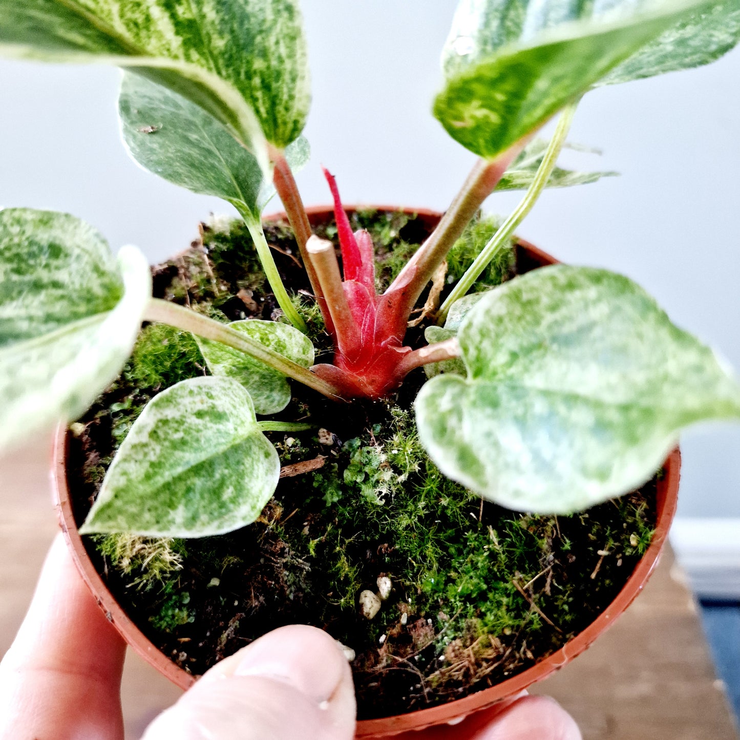 Anthurium Bonplandii Variegata Rare Houseplant 10.5cm pot (4)