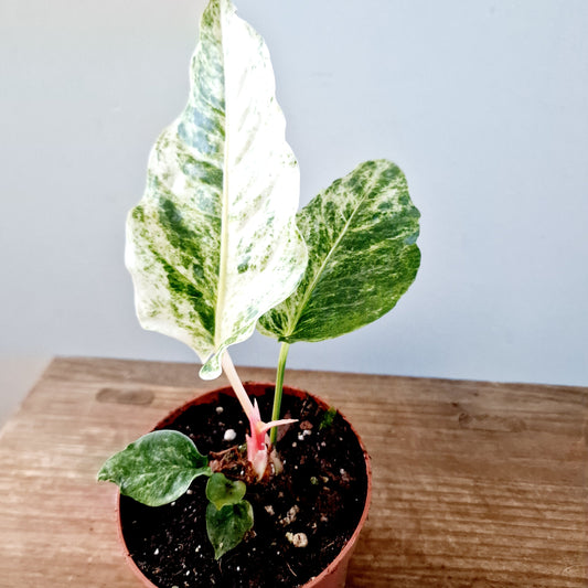 Anthurium Bonplandii Variegata Rare Houseplant 10.5cm pot (2)