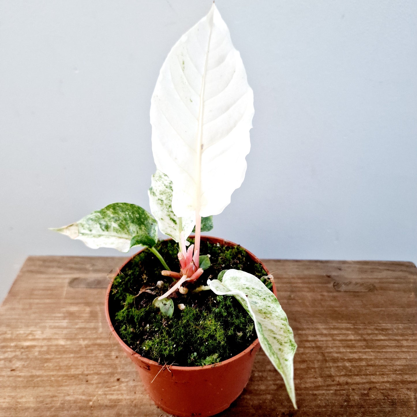 Anthurium Bonplandii Variegata Rare Houseplant 10.5cm pot (3)