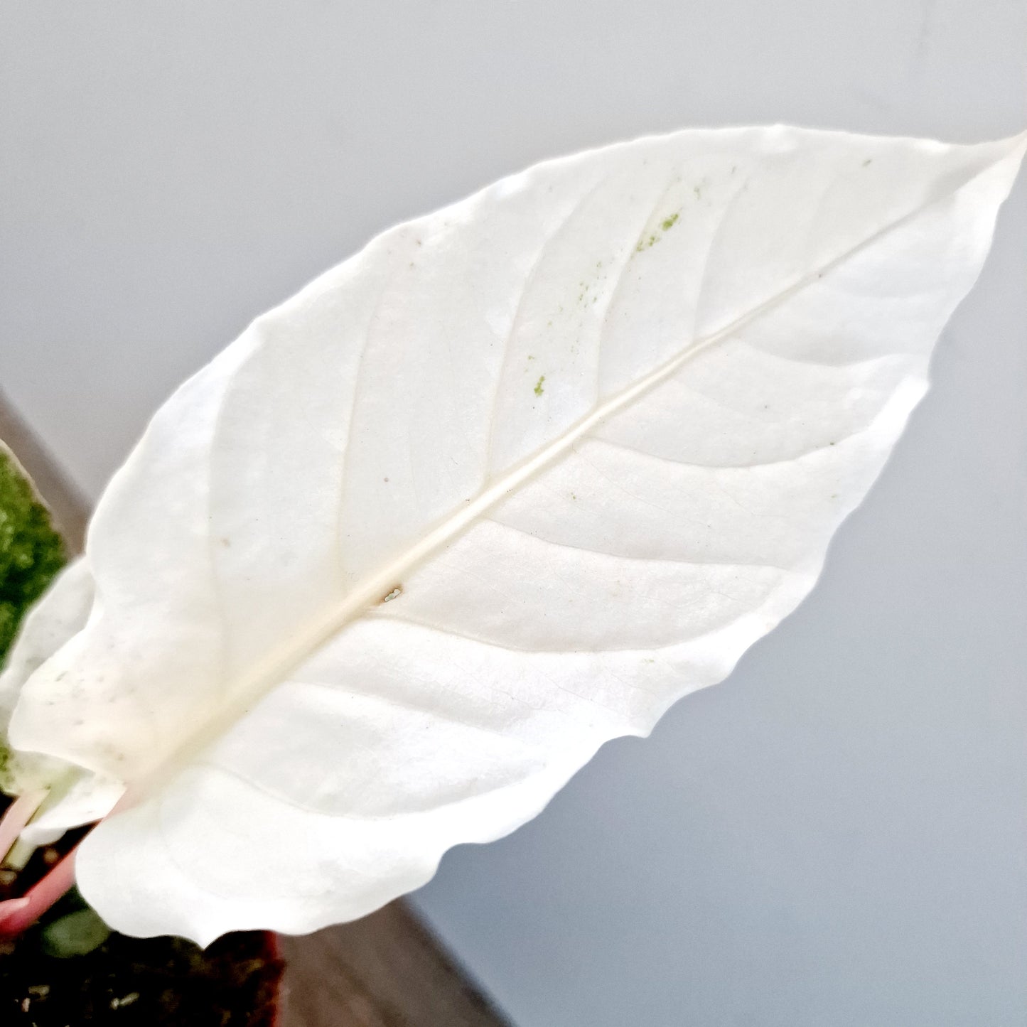 Anthurium Bonplandii Variegata Rare Houseplant 10.5cm pot (3)