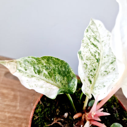 Anthurium Bonplandii Variegata Rare Houseplant 10.5cm pot (3)