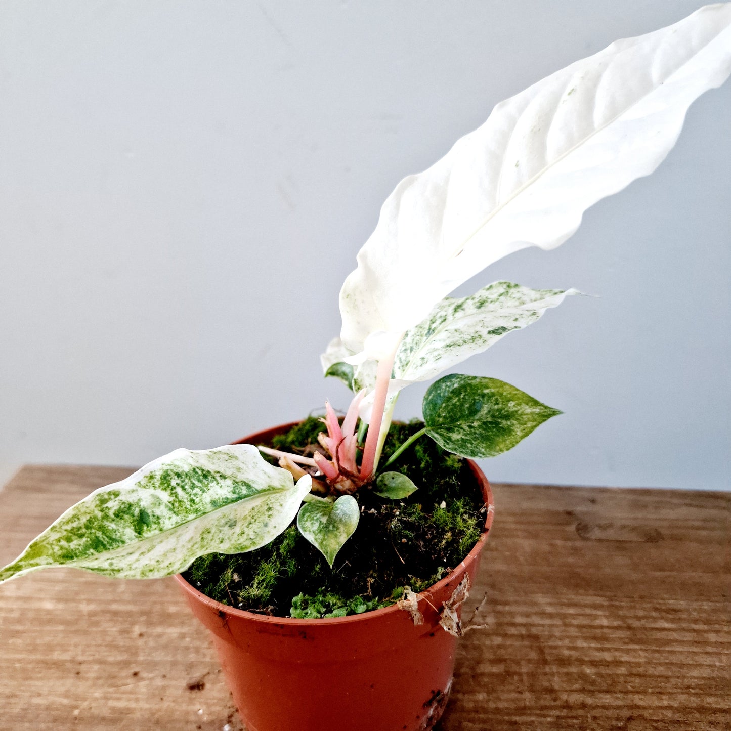 Anthurium Bonplandii Variegata Rare Houseplant 10.5cm pot (3)