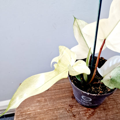 Philodendron Florida Ghost Rare Houseplant 12cm pot (1)