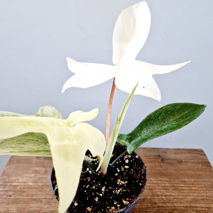 Philodendron Florida Ghost Rare Houseplant 12cm pot (2)