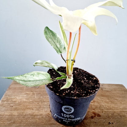 Philodendron Florida Ghost Rare Houseplant 12cm pot (5)