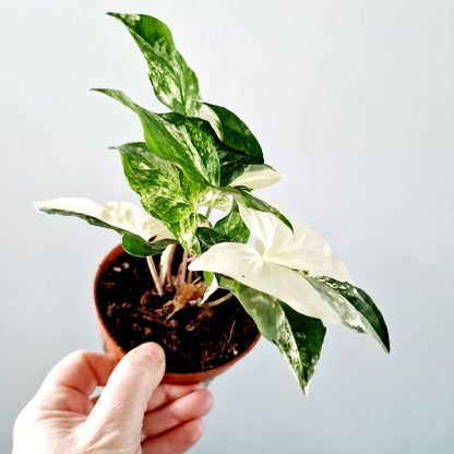 Syngonium Albo Rare  Houseplant 10.5cm pot