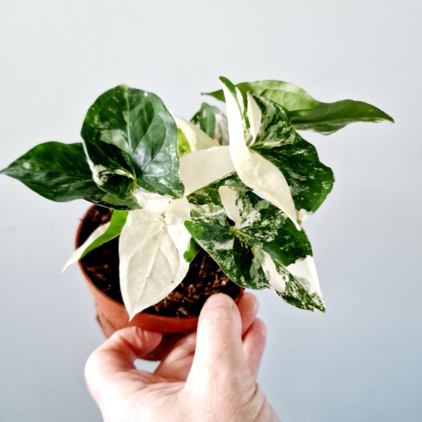 Syngonium Albo Rare  Houseplant 10.5cm pot