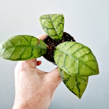 Hoya Callistophylla Houseplant 6cm pot