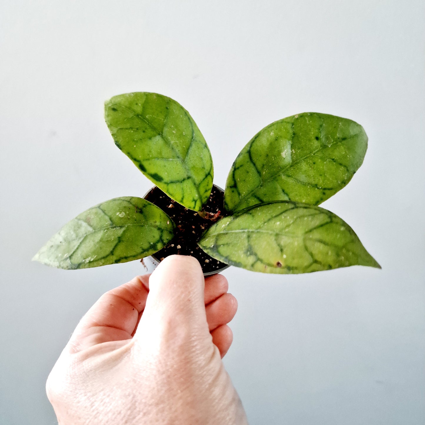 Hoya Callistophylla Houseplant 6cm pot